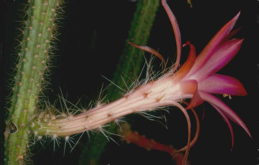 Aporocactus martianus
