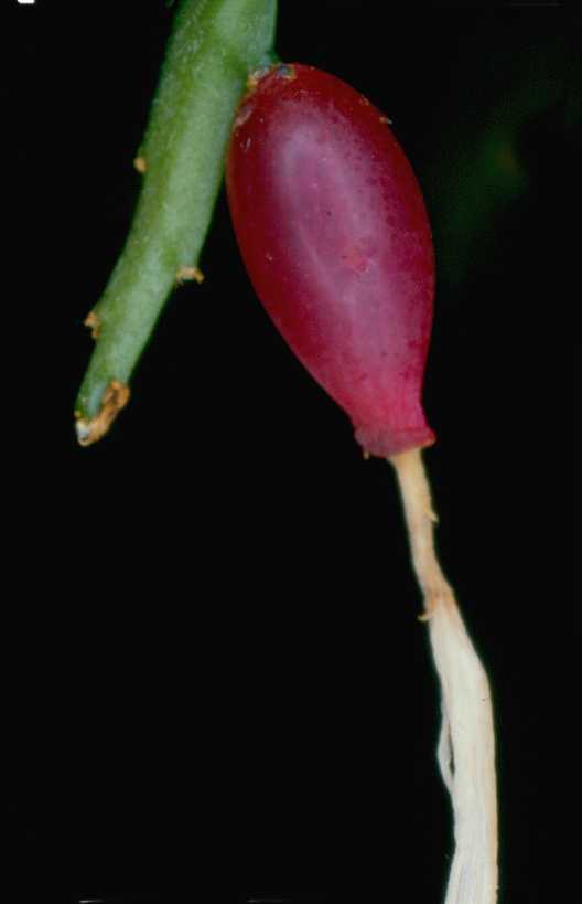 Disocactus biformis