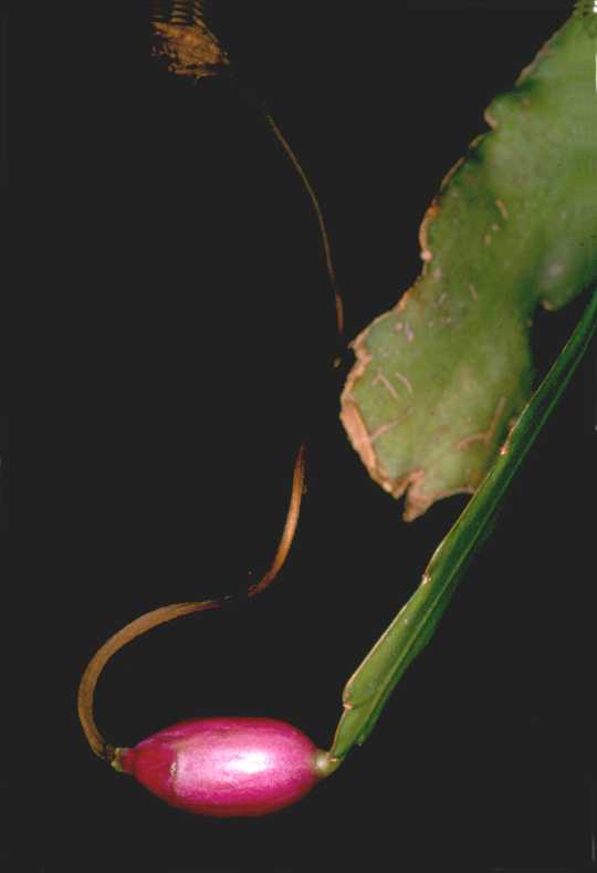 Epiphyllum phyllanthus (Holambra, Brazilië)