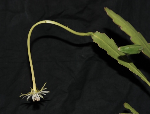 Epiphyllum phyllanthus (Holambra, Brazilië)