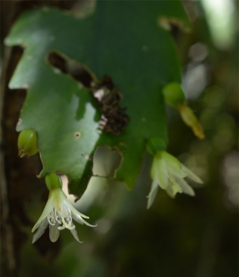 Lepismium houlletianum regnellii, Serra dos Orgãos