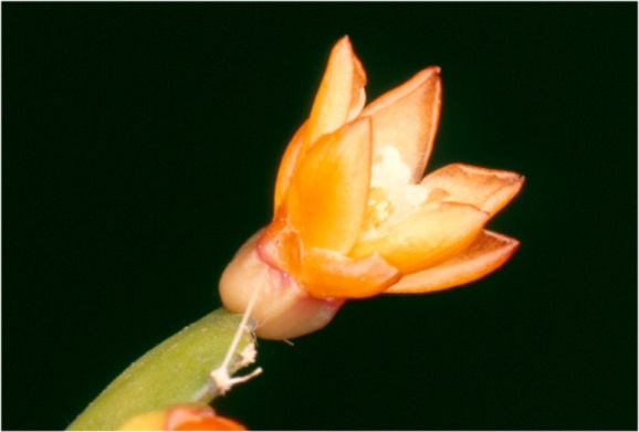 Pfeiffera monacantha
