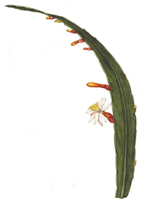 Pseudorhipsalis himantoclada