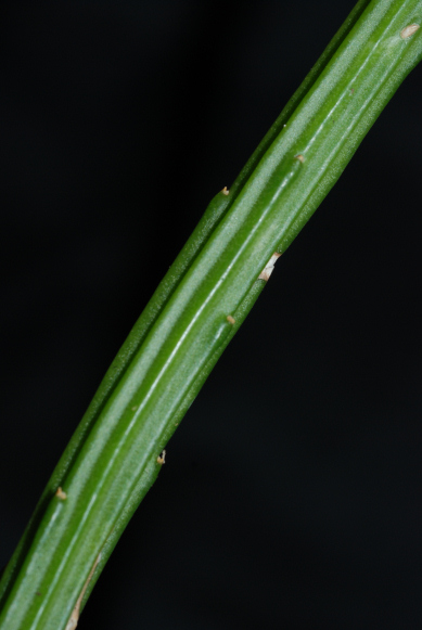Selenicereus inermis (wercklei)